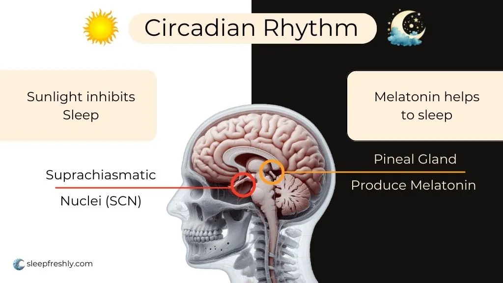 Circadian Rhythm Suprachiasmatic Nuclei SCN and melatonin